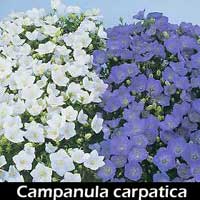 Campanula-carpatica-dole.jpg