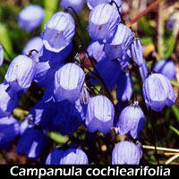 Campanula-cochl-dole%201.jpg