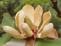 Magnolia-obovata-1.jpg