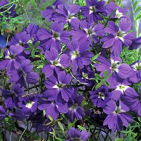 Tropaeolum%20azureum.jpg