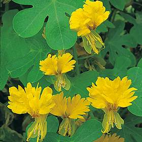 Tropaeolum%20peregrinum.jpg