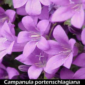 campanula-port-centralna.jpg