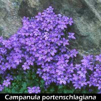 campanula-port-dole2.jpg