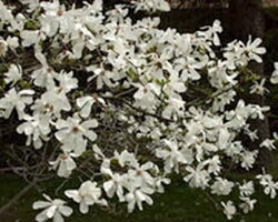 magnolia%20stellata1.jpg