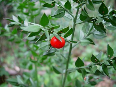 LEKOVITO BILjE I DEO Ruscus.aculeatus-muisdoorn2