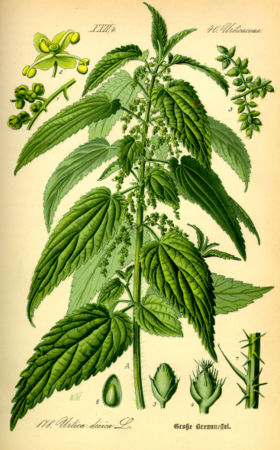 LEKOVITO BILjE I DEO Urtica_dioica_kopriva