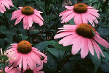LEKOVITO BILjE I DEO Echinacea