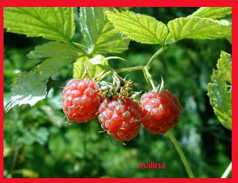 LEKOVITO BILjE I DEO Rubus-1
