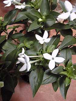 Bouvardia_longiflora.jpg