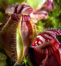 Cephalotus-follicularis.jpg