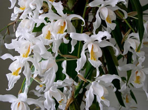 Coelogyne-cristata2.jpg