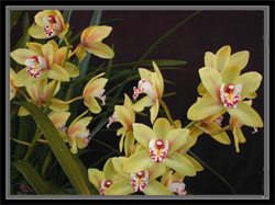 Cymbidium.jpg