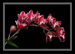 Cymbidium_Red_Beauty.jpg