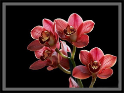 Cymbidium_Street_Hawk.jpg