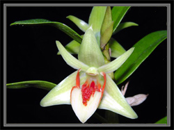 Dendrobium.jpg