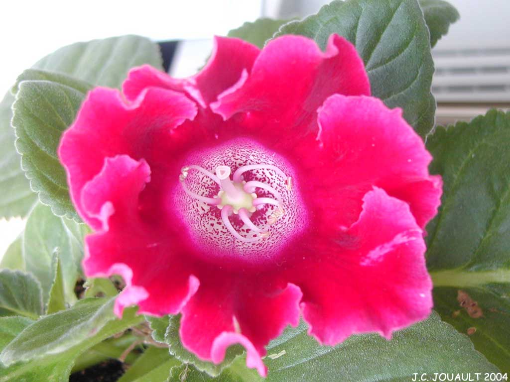 Gloxinia2.jpg