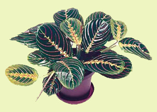 Maranta1.jpg