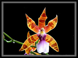 Miltonia_clowesii.jpg