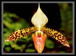 Paph_sukhakulii.jpg