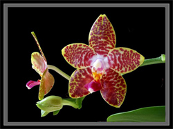 Phal_Orchid_World_Ching_Hua.jpg