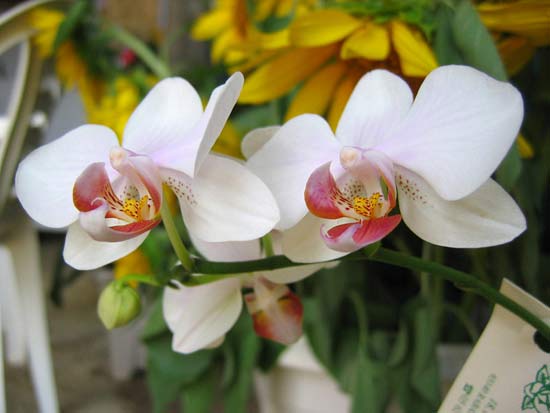 Phalaenopsis2.jpg