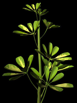 Schefflera1.jpg