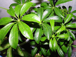 Schefflera3.jpg