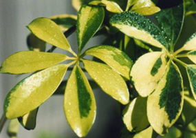 Schefflera4.jpg