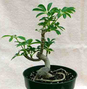 Schefflera5.jpg