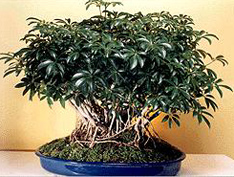 Schefflera6.jpg