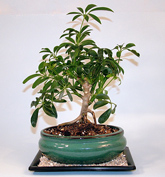 Schefflera7.jpg