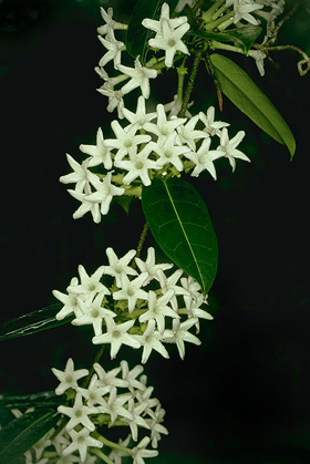 Stephanotis-grandiflora-Dec.jpg