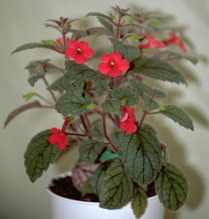 achimenes%20tiny%20red.jpg