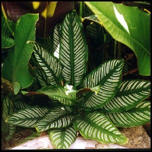 calathea_ornata.jpg