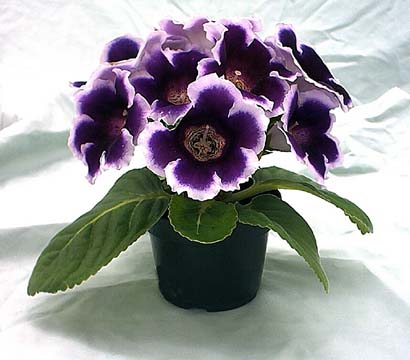 gloxinia.pot.jpg