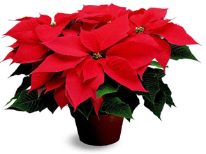 poinsettia-1024.jpg