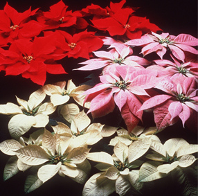 poinsettia1.jpg