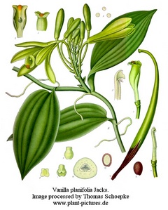 vanilla.planifolia.1.jpg