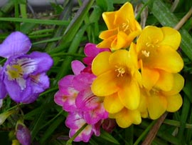 Freesia.jpg