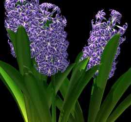 Hyacinthus_o.jpg