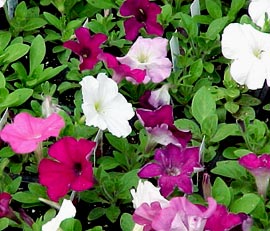 Petunia_flowers5.jpg