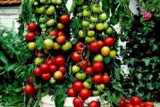 U DNU OVE STRANE SU SVI MOJI OGLASI - KUPOVINOM OD JEDNOG PRODAVCA USTEDECETE NA POSTARINI

Evo jedne jako ukusne i mnogorodne sorte chery paradajza za balkone, mada moze da se uzgaja i u basti.
Visina ove biljke je nekih 40-50cm, a rodi neverovatno i sve do kasno u jesen imacete divne plodove paradajza.

Seje se od februara do kraja aprila u tople leje, a kasnije se izbaci saksija na terasu ili u bastu se presadi krajem aprila.

Seme je iz Nemacke i nije nicim tretirano, pa je stoga i jako skupo, ali izbegavam da kupujem tretirana semena zbog zdravlja ljudi koji konzumiraju.


Prodaje se 3 semena