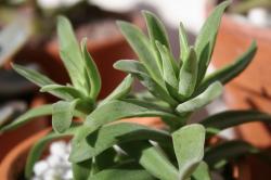 Sadnice - sobne biljke: Crassula heterotricha