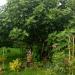 Sadnice - voće: Ficus Carica - bela smokva, slika2