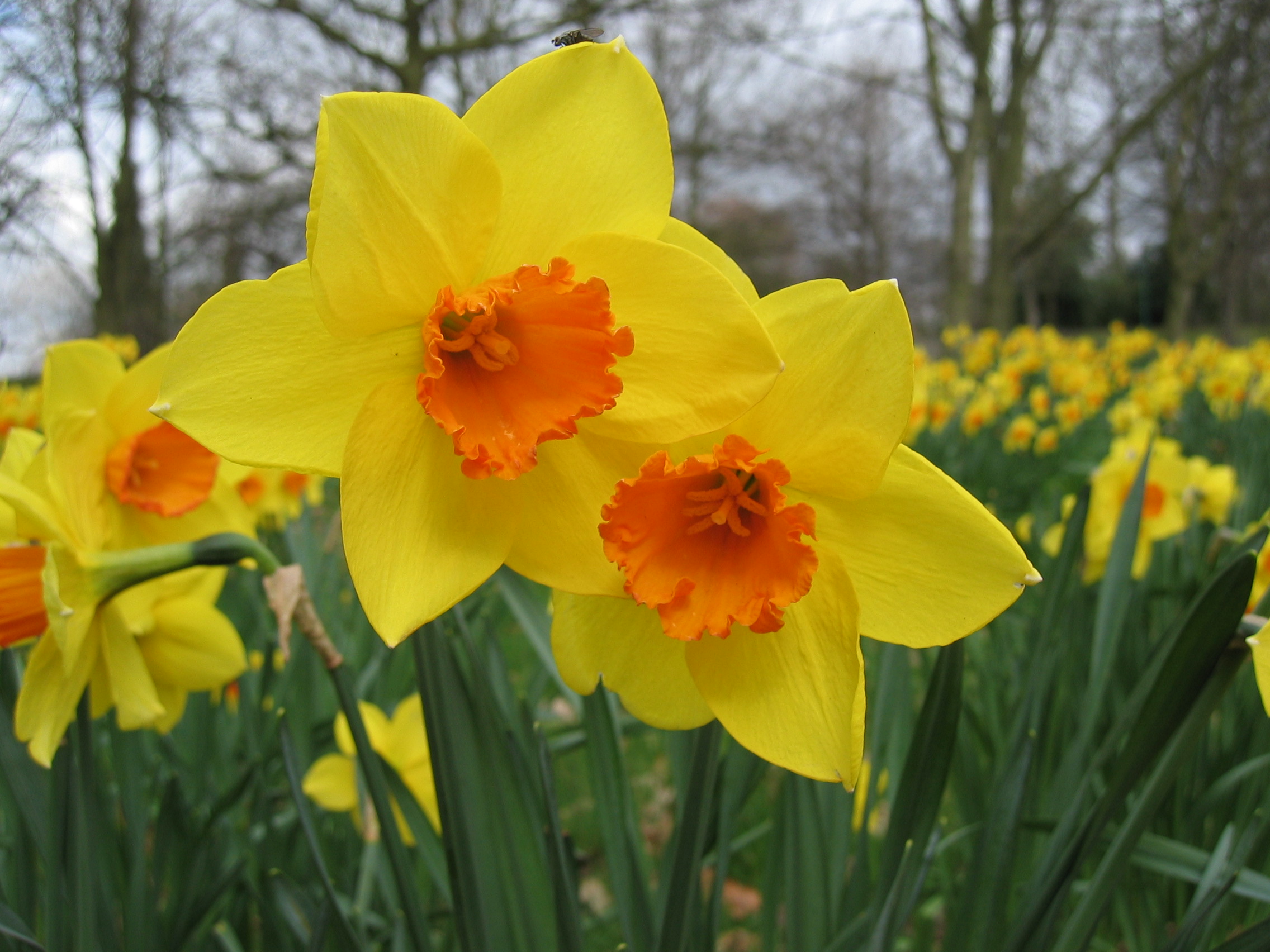 MainCampus-Daffodil.jpg