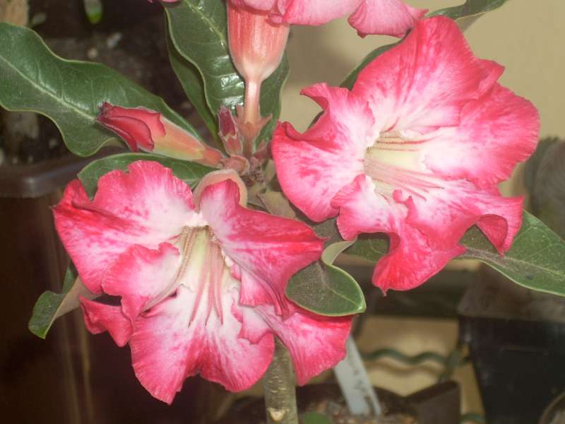 Adenium.jpg