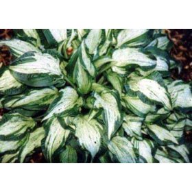 Allegan Fog Hosta.jpg
