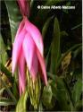 bromelia.jpg