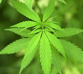 Cannabis 4.jpg