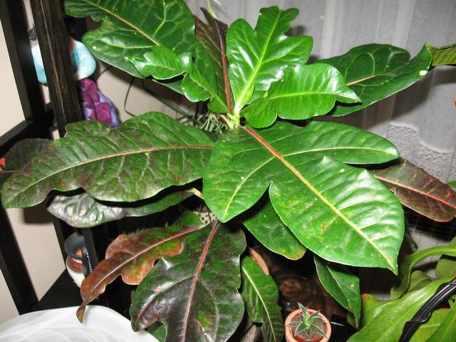 codiaeum 1.JPG